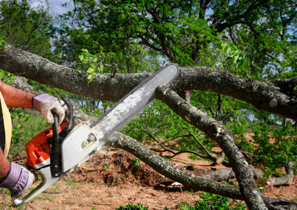 Best Affordable Tree Service  in Pinehurst, TX